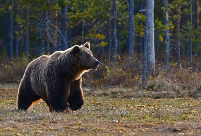 How to Keep Bears Away From Your Campsite - Crazy Camping Girl