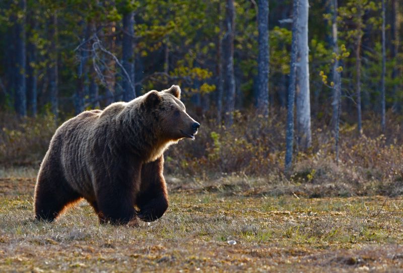 grizzly bear walking