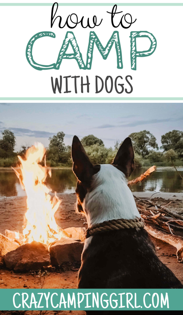 how to camp with dogs