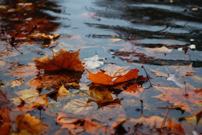 leaves floating in a rain puddle