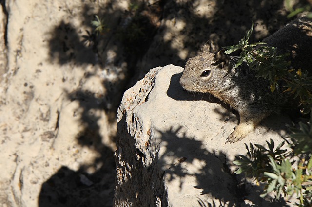 Grand Canyon Camping Trip squirrel