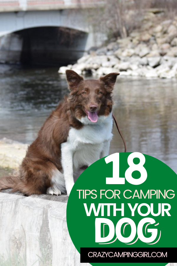 18 Tips for Camping with Your Dog