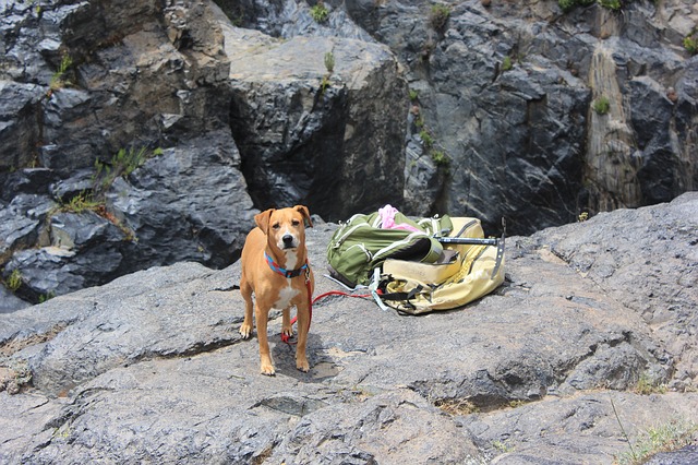 18 Tips for Camping with Your Dog
