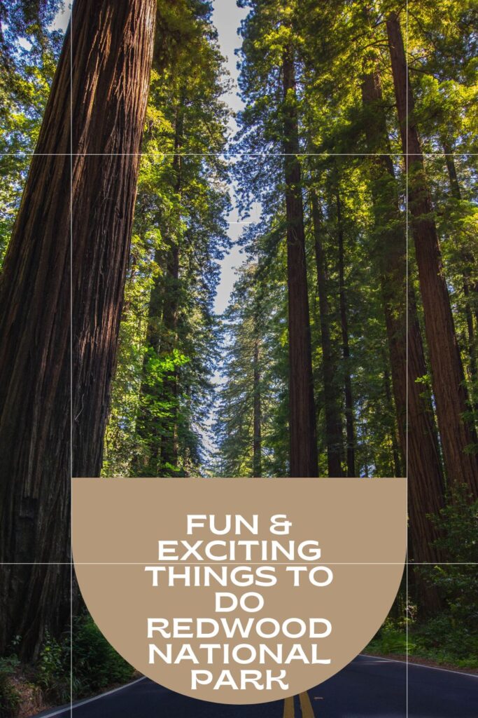 Fun and Exciting Things to Do Redwood National Park