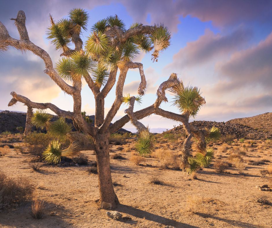 Fun and Exciting Things to Do for Joshua Tree National Park Vacations
