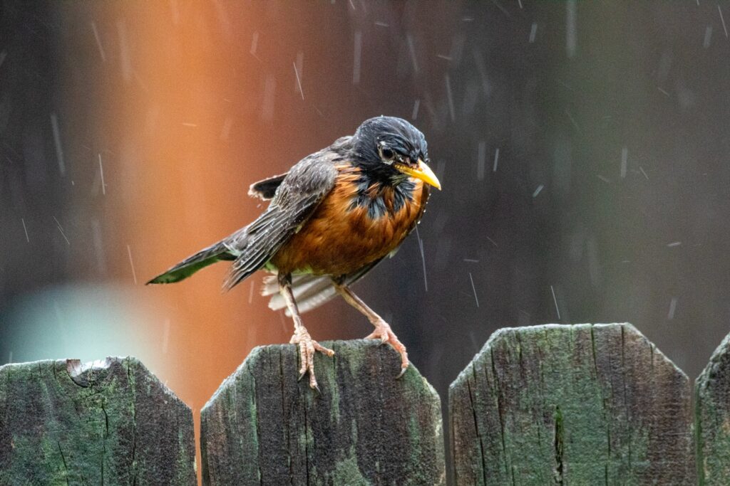 black and brown bird on wooden fence in the rain