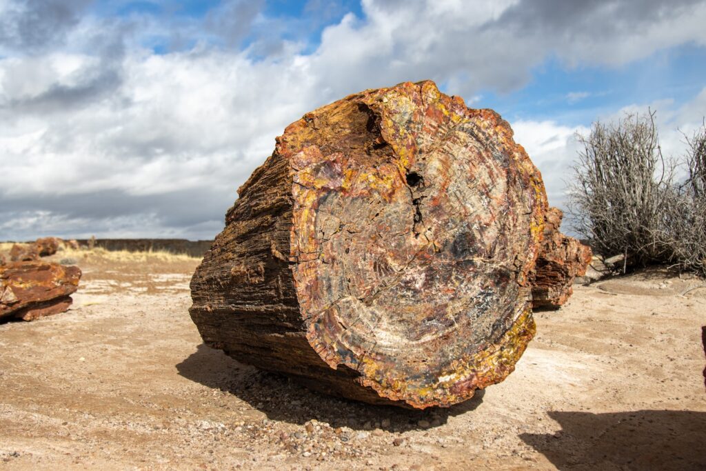Fun and Exciting Things to Do Petrified Forest National Park