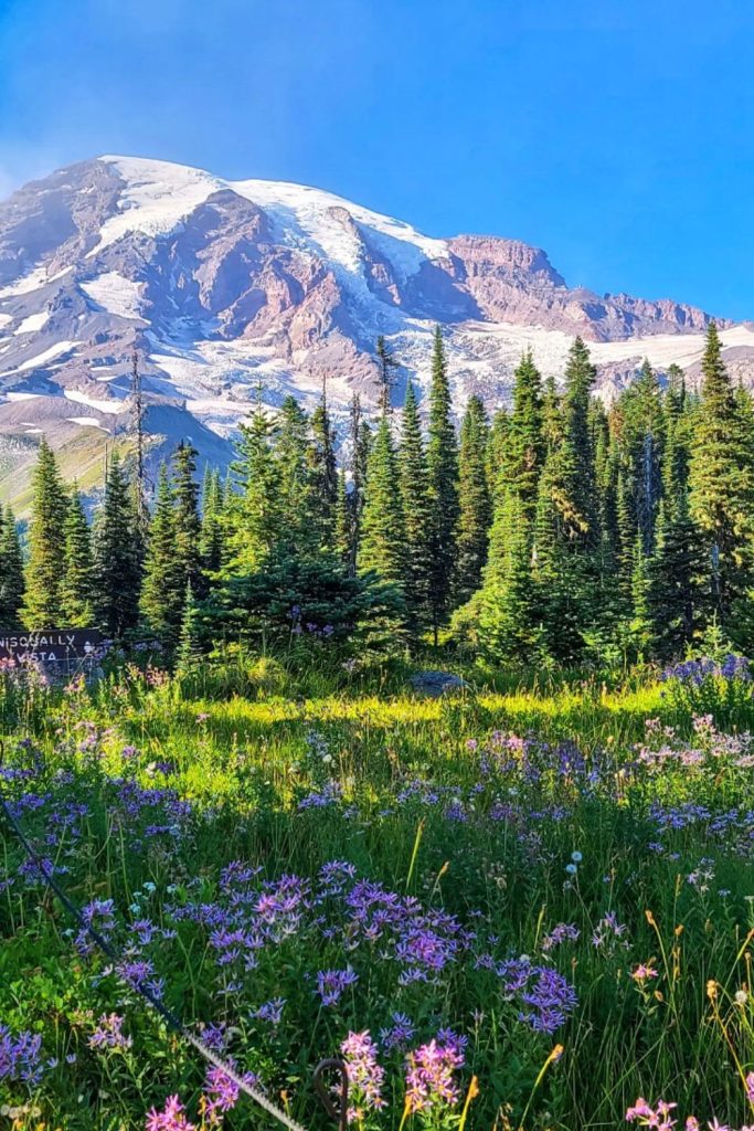 Fun and Exciting Things to Do Mount Rainier National Park