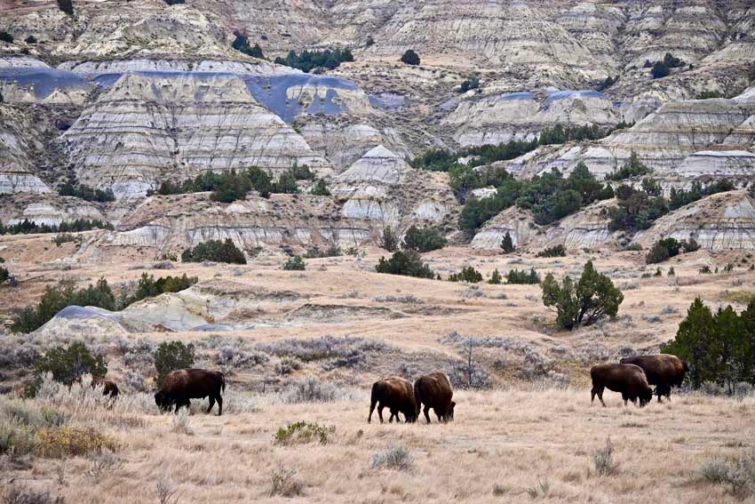 9 Amazing Midwest National Parks To Visit Theodore Roosevelt National Park