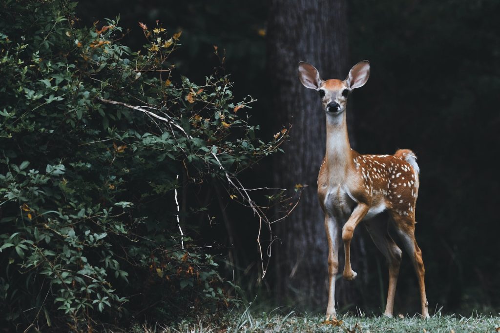 Great Smoky Mountains National Park wildlife