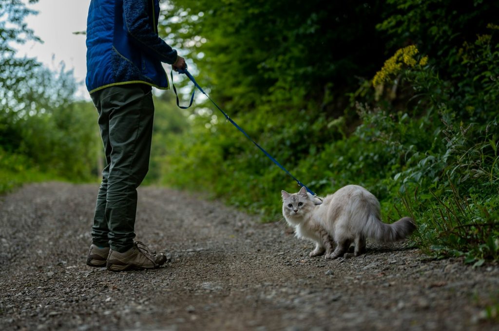 Car Camping with Cats help your pet acclimate to their surroundings by keeping them on a leash