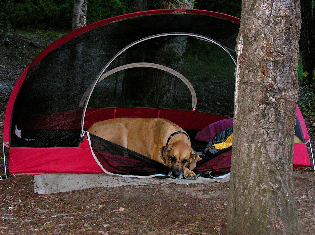 Best Camping Gear for Dogs: Top Picks for Your Furry Friend