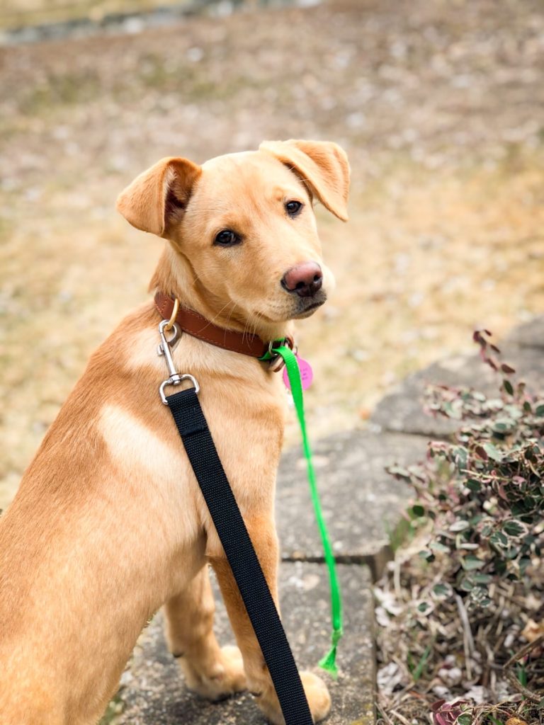 Car Camping with Dogs keep dog on leash and supervised at all times