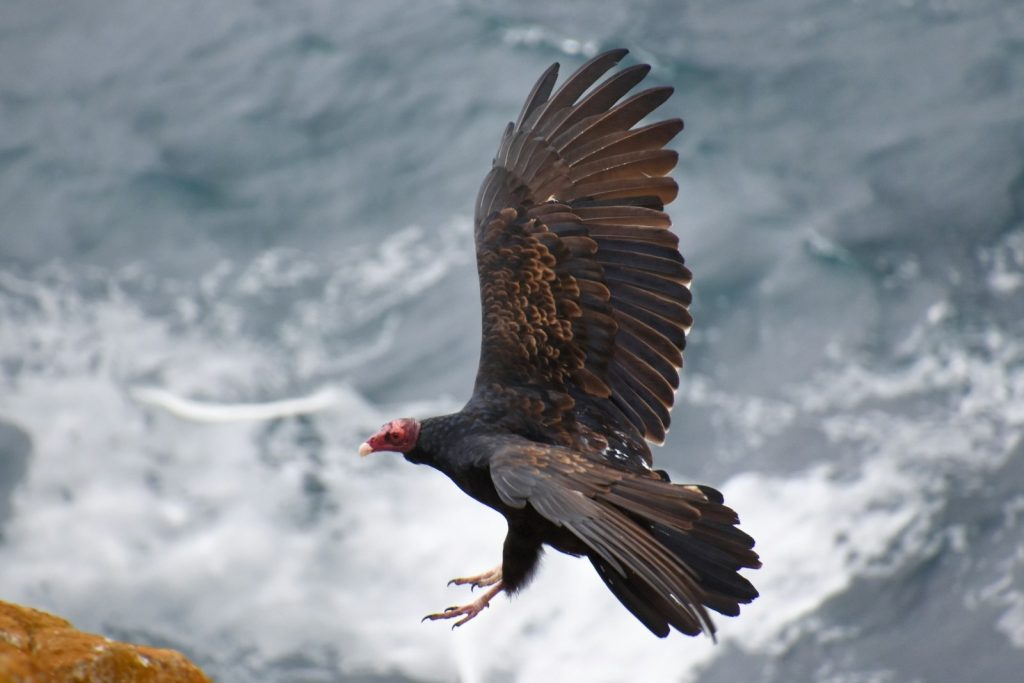 The Best National Parks to Visit in May California Condor