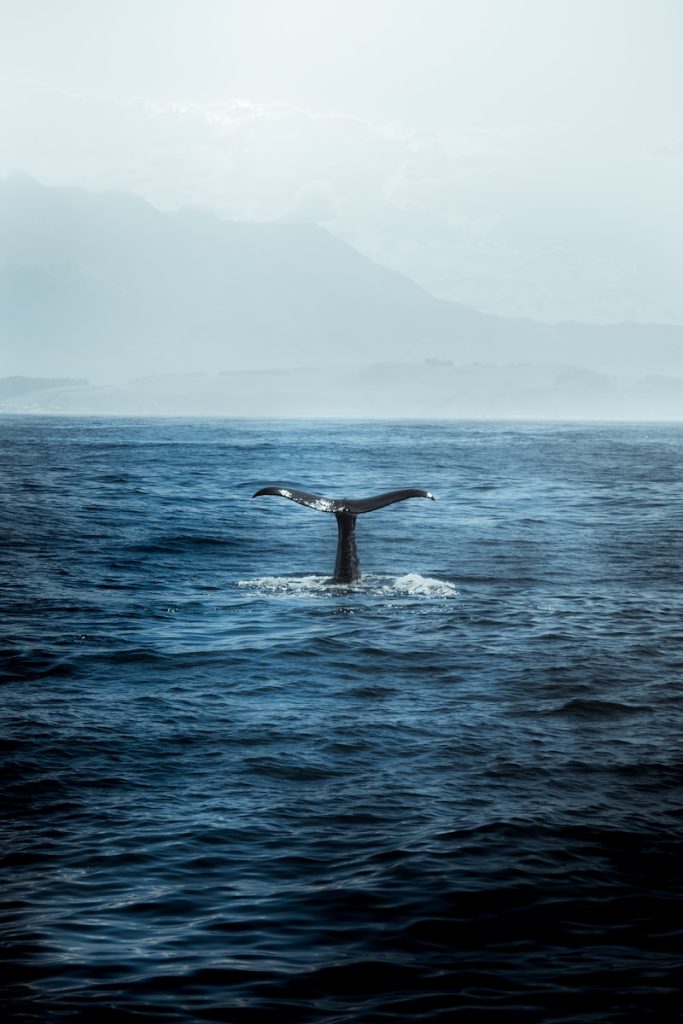 Best Places to Kayak in Seattle whales and marine life can be spotted