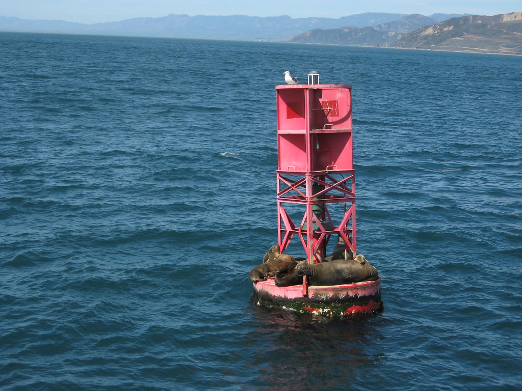 Best Place to Kayak in the Bay Area sea lions