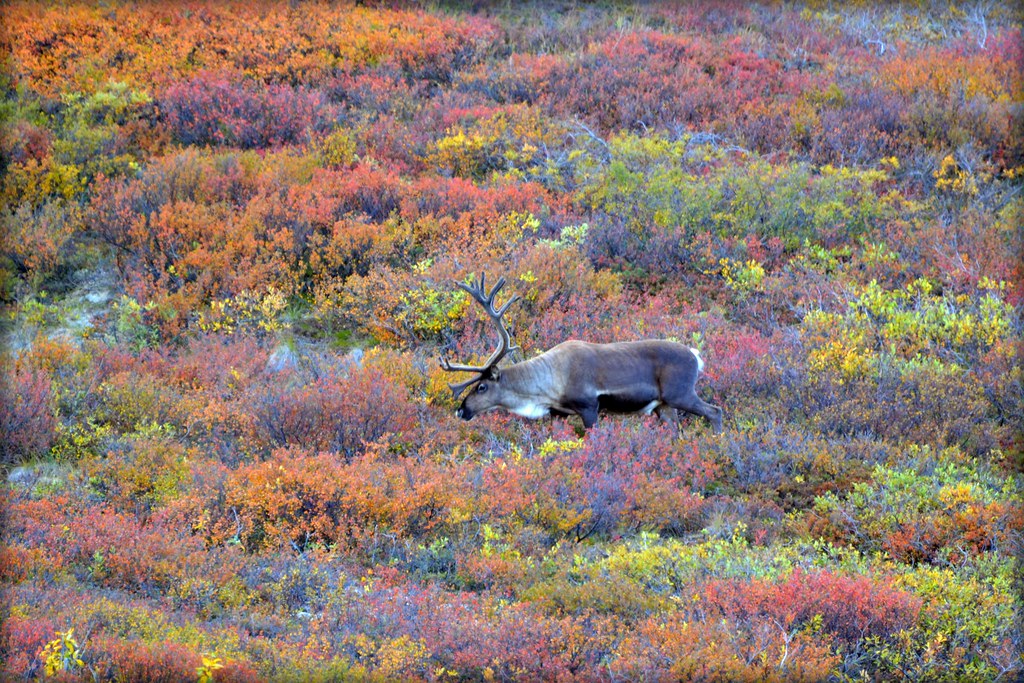 National Parks in Wisconsin with Camping do not disturb the wildlife