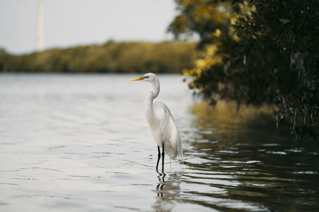 Best Places to Kayak in Illinois explore the wildlife while kayaking