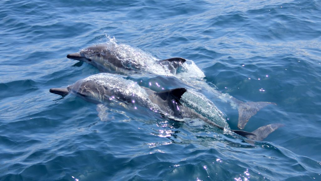 Best Kayaking in the Florida Keys dolphins in the Keys