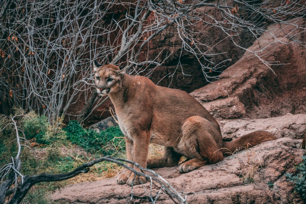 Car Camping Must Haves keep your distance from wildlife