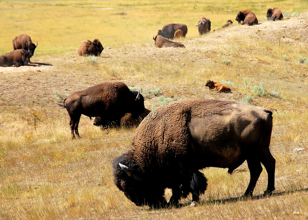 National Parks in North Dakota animals are free to roam and explore