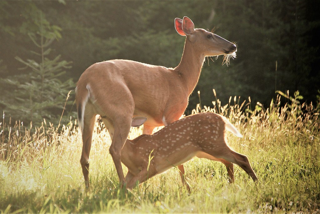 Best National Parks in Wisconsin diverse ecosystems