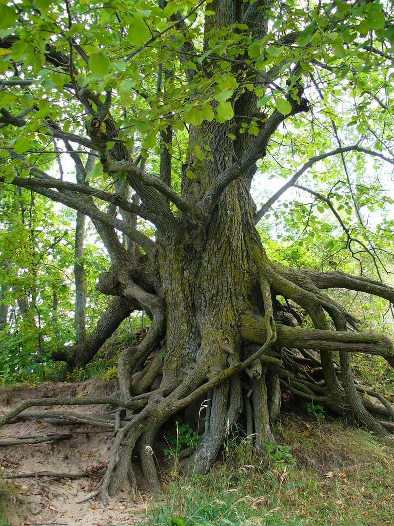 check out the different types of vegetation and trees in the park