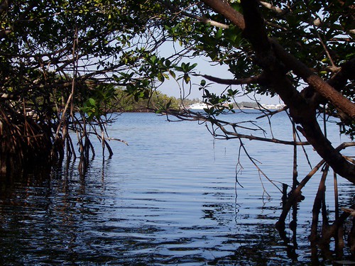 canoe trail at Pennekamp State Park