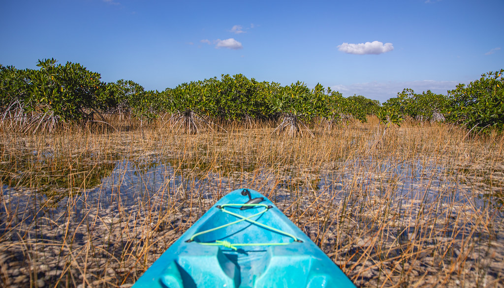 paddle through Everglades