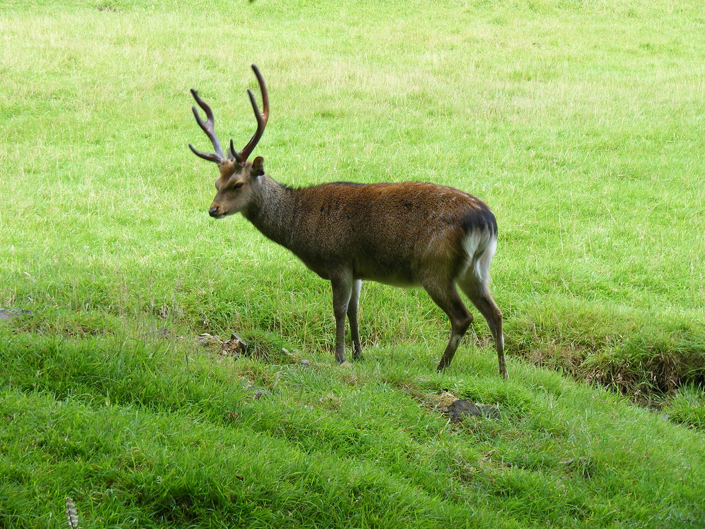 admire wildlife from a distance